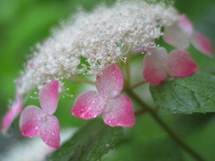 雨が得意