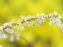 春雨やなぎ