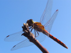 秋空とアキアカネ