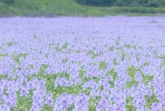 池野原