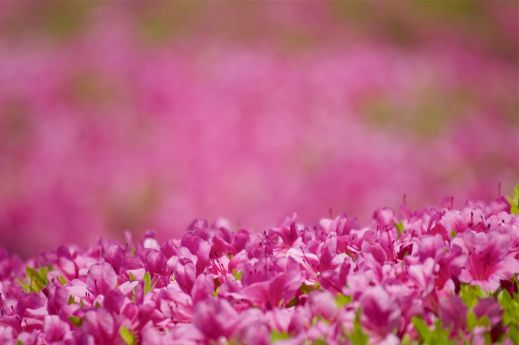 ピンク薫る