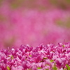 ピンク薫る