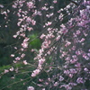 春遊泳