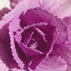 花の形