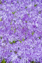 Spring Violet