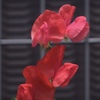 初夏の始まり