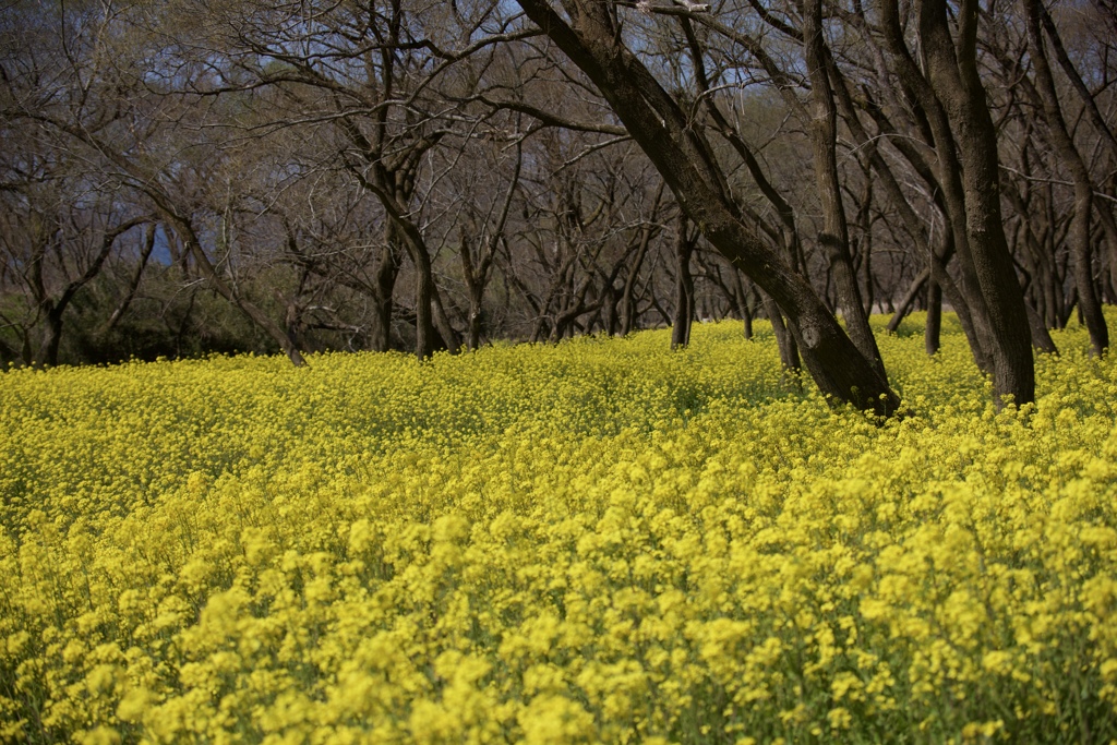 春勢