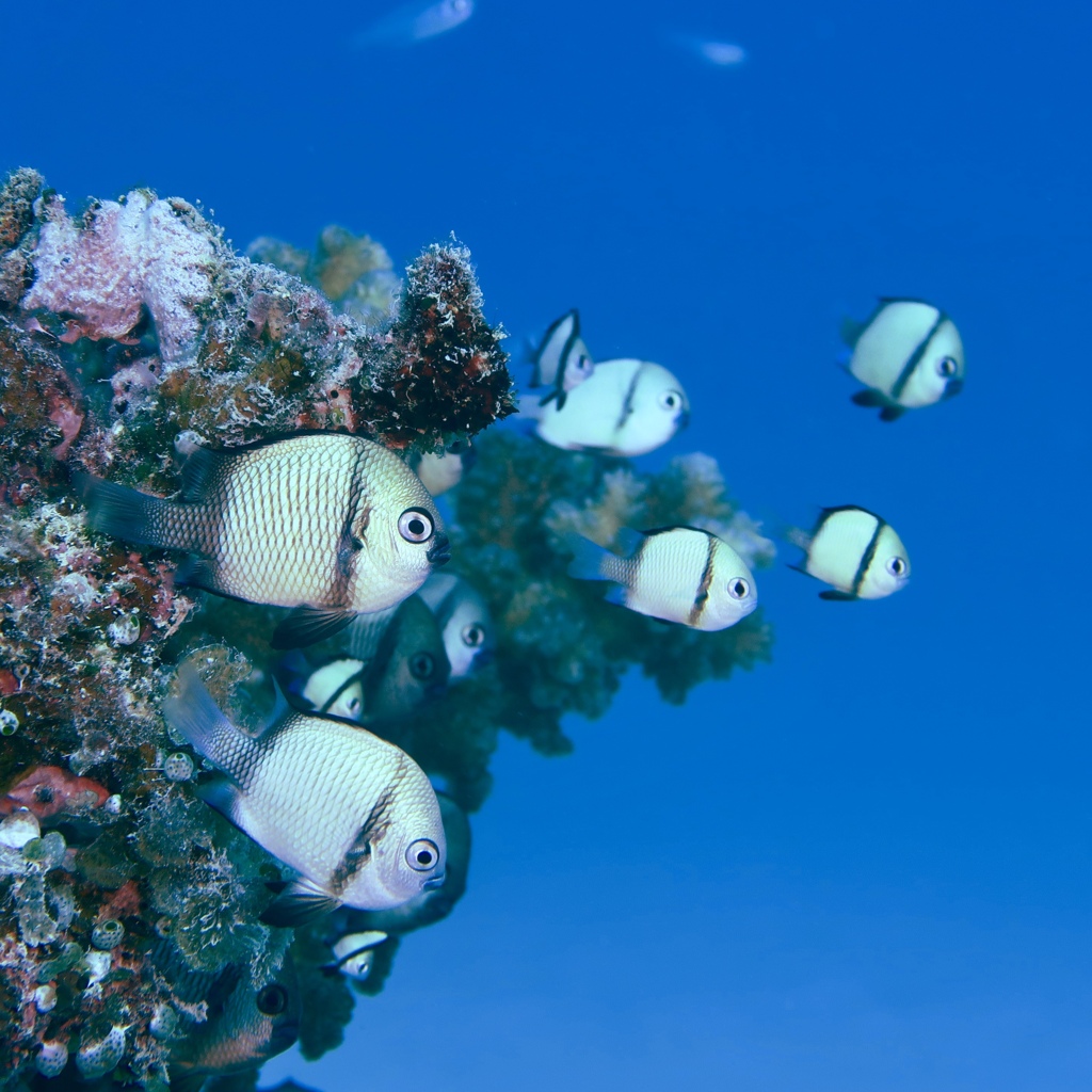 魚の気持ち