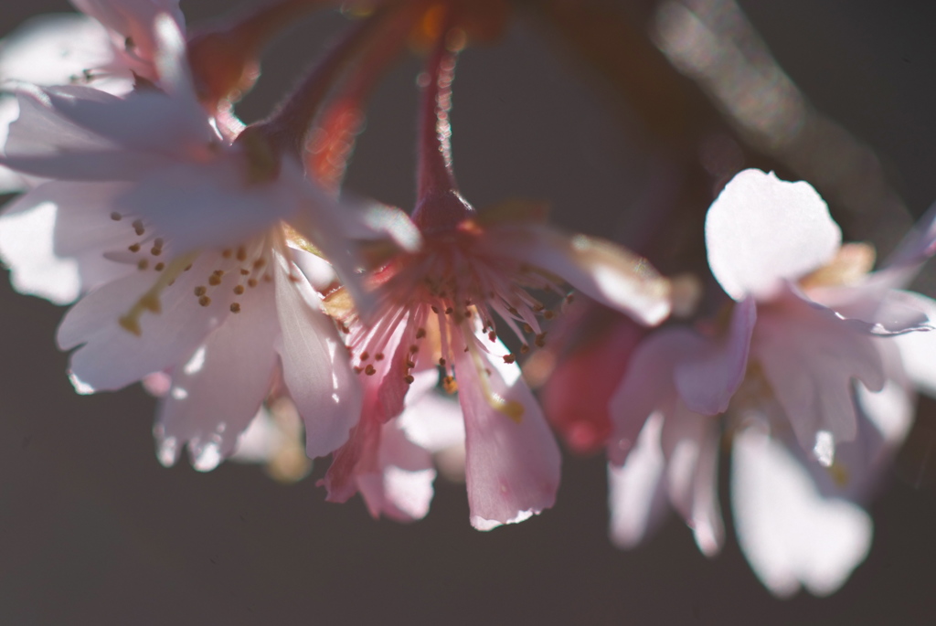 初桜