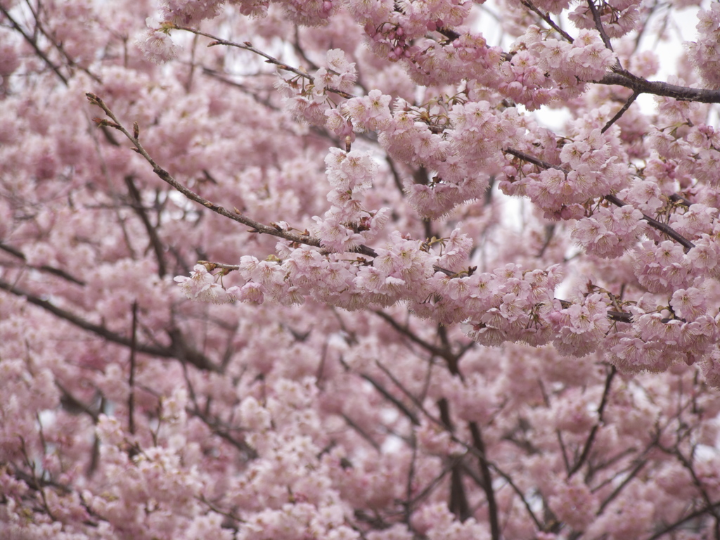 花の朝