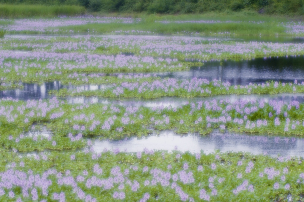 7月の池　１