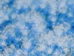 BLUE HEAVEN