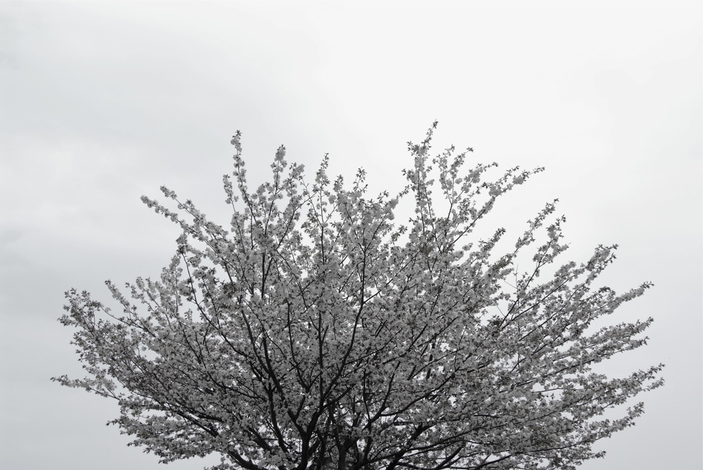 曇桜