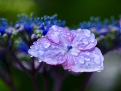 雨の花