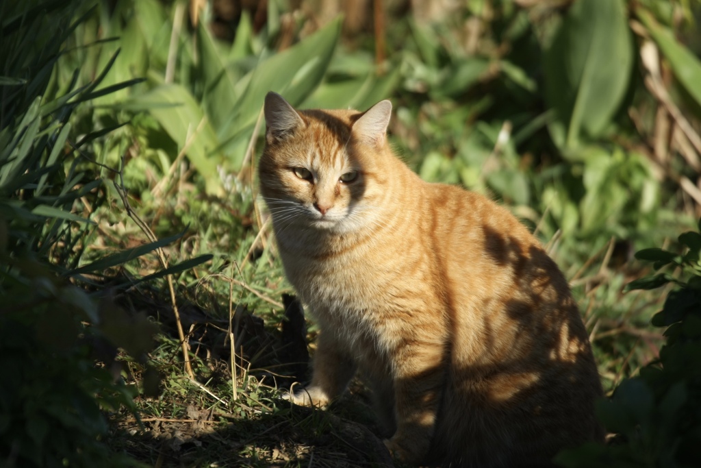 野の猫５