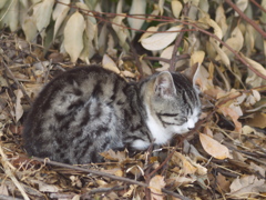 枯葉子猫