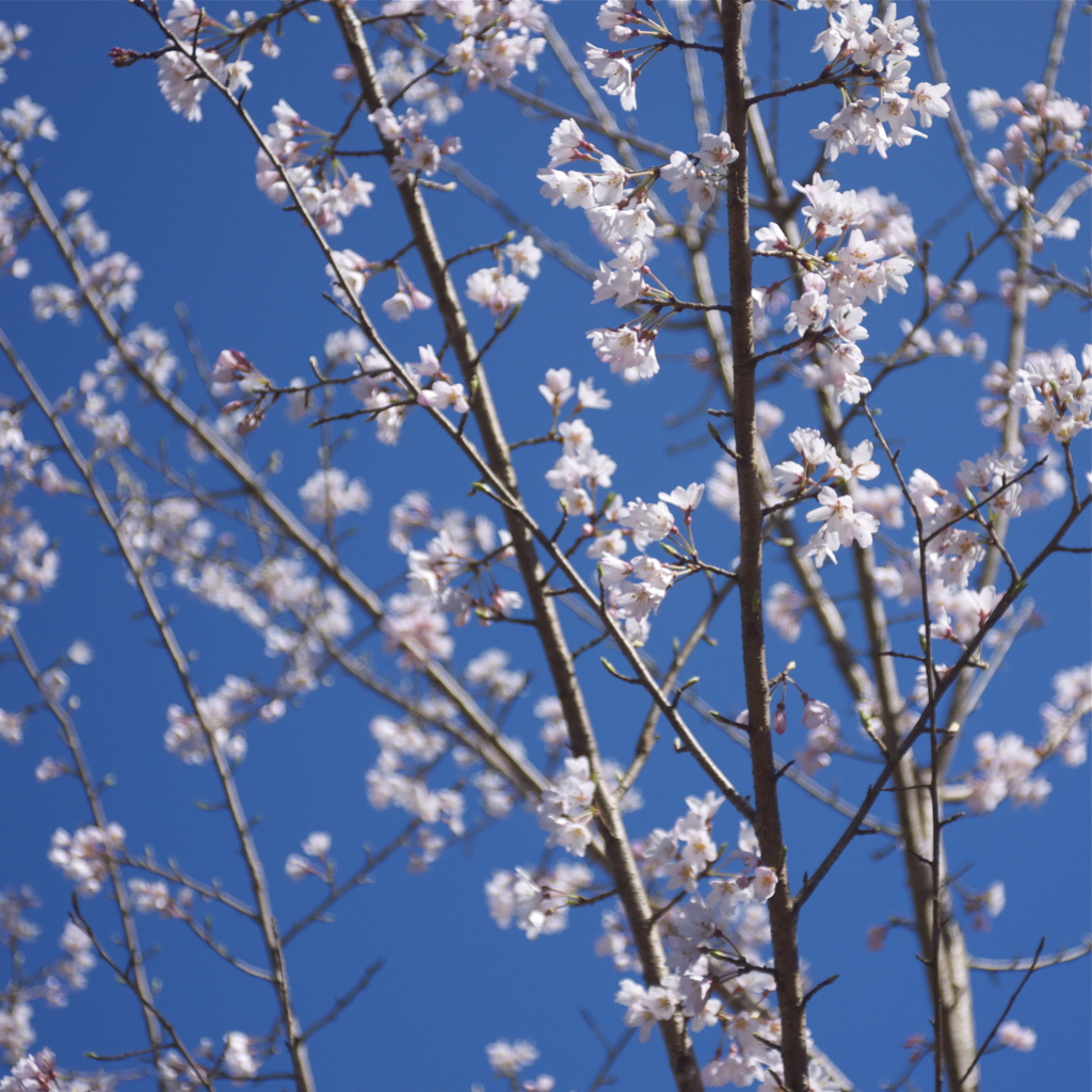 春の青空