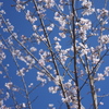 春の青空