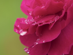 やさしい雨