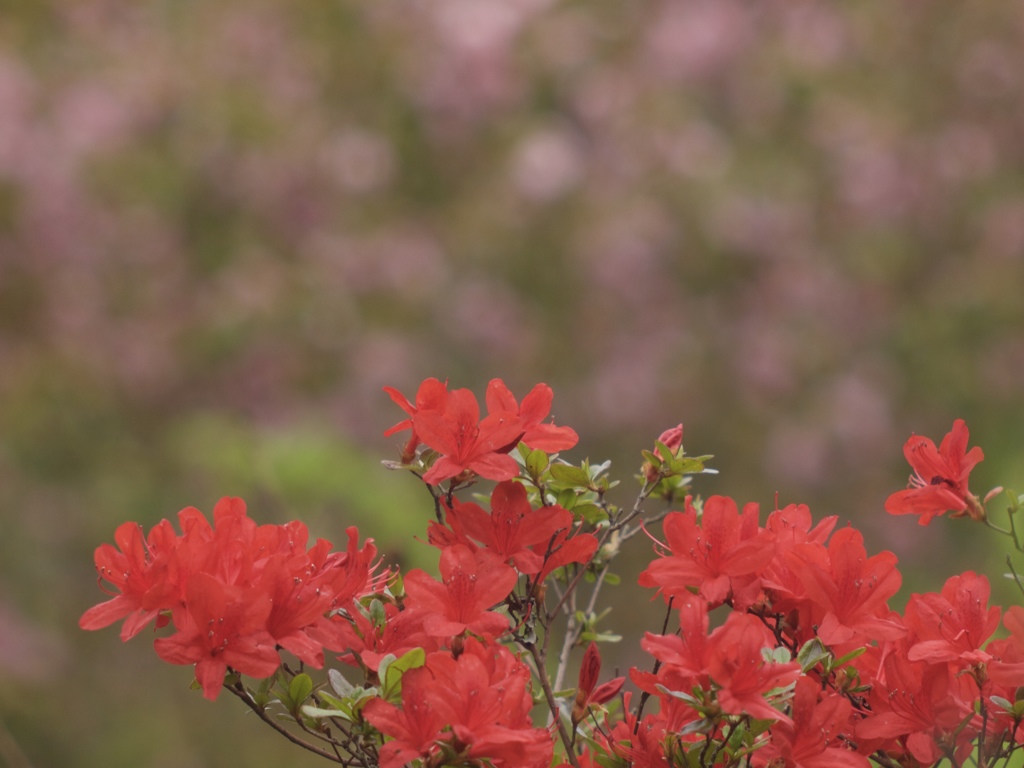 花の由来