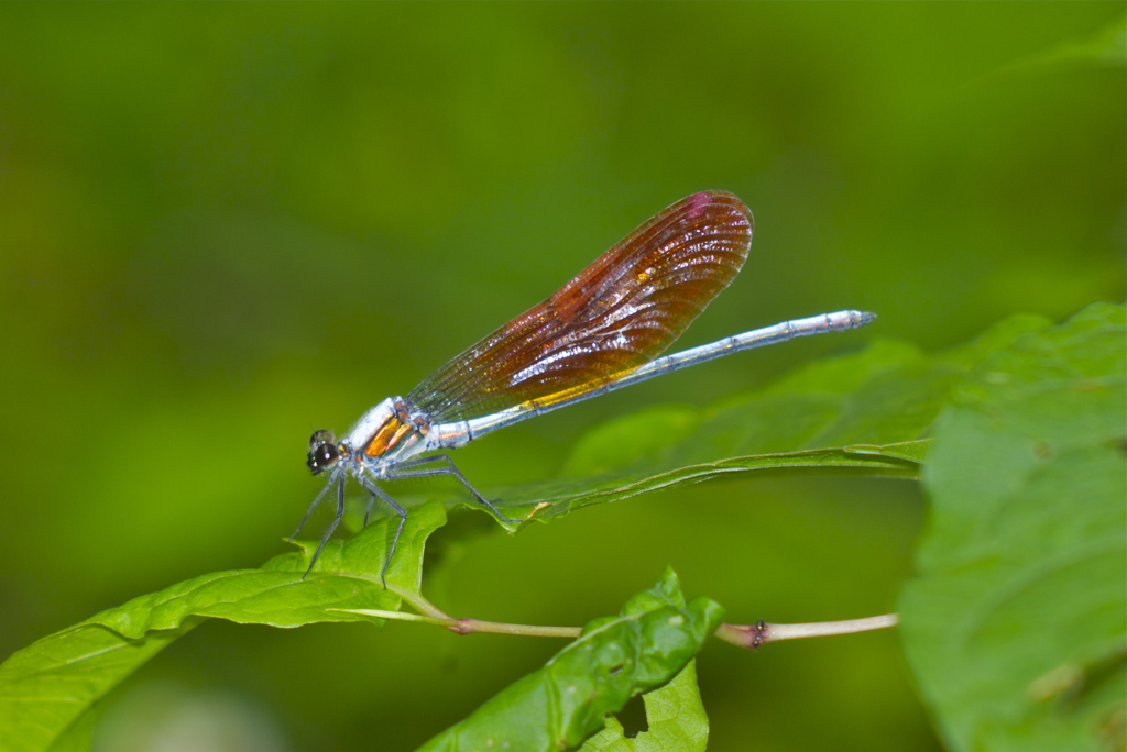 木陰の宝石