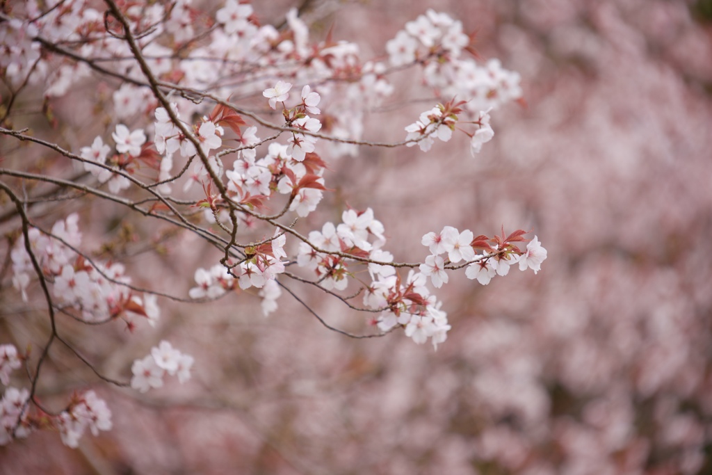 花の時間