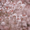 花の時間