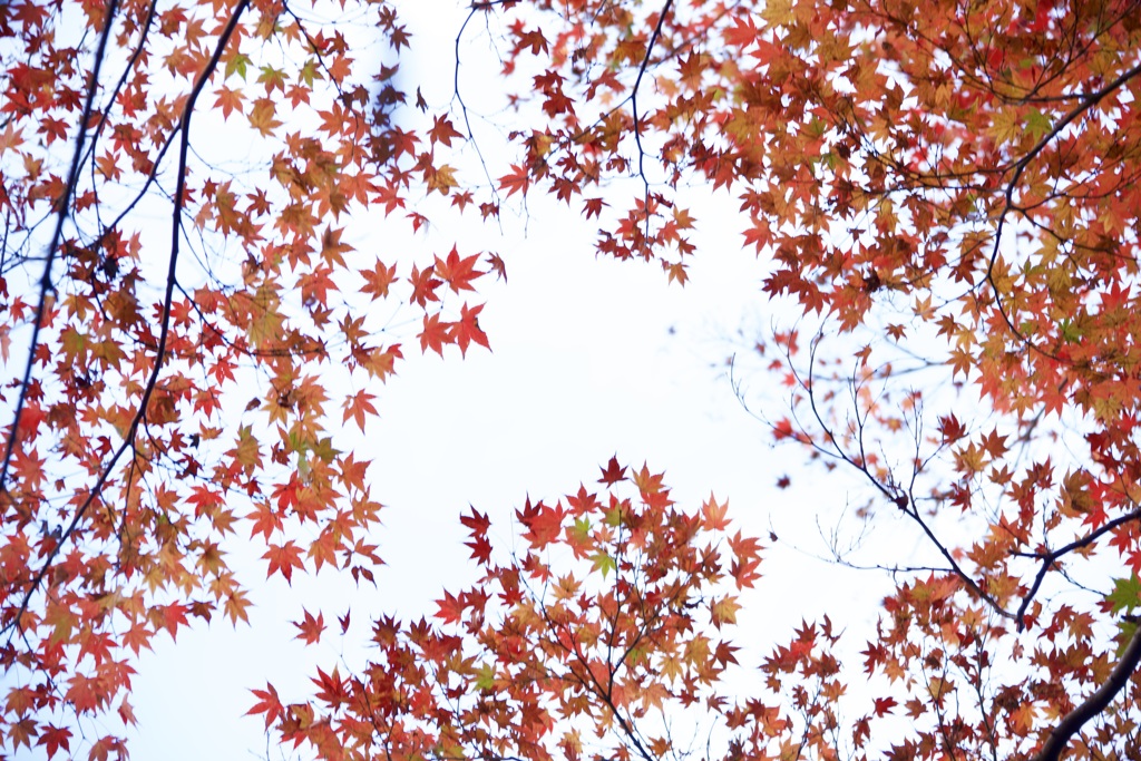 師走紅葉　１