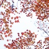 師走紅葉　１