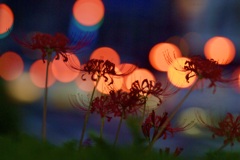 秋の夕暮れ時