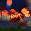 秋の夕暮れ時