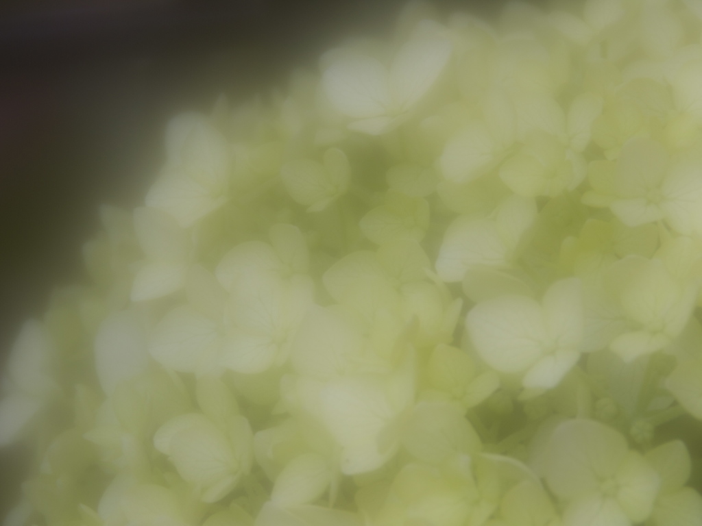 花緑