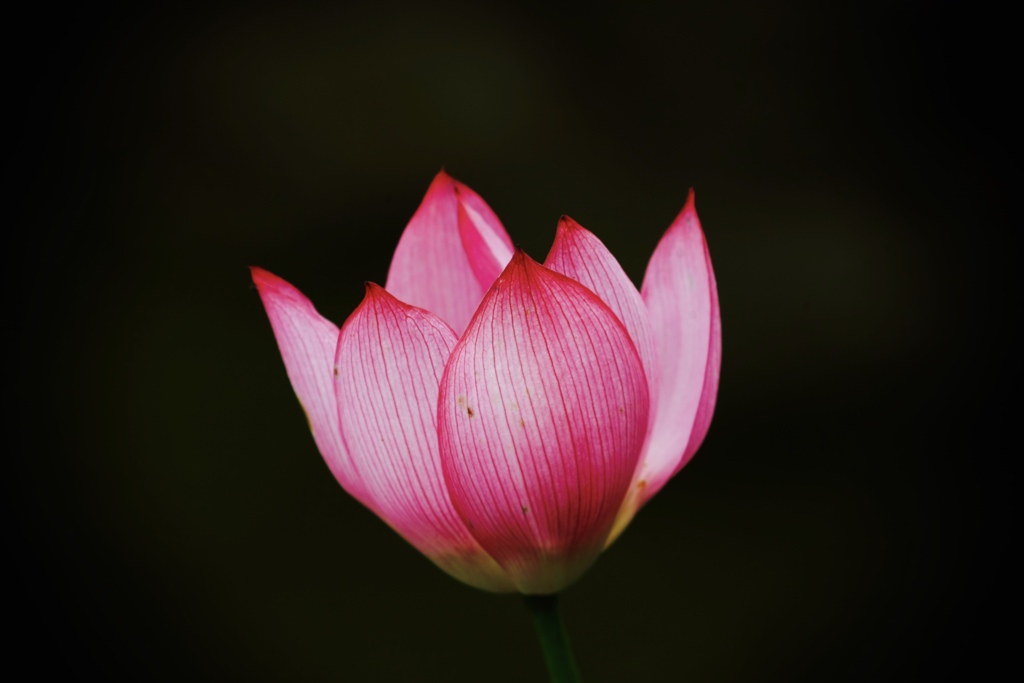 咲く時