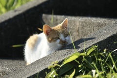 野の猫４