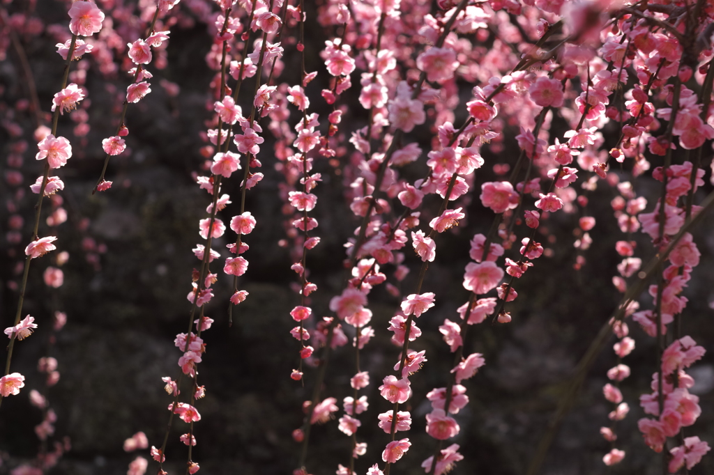 SPRING STRINGS