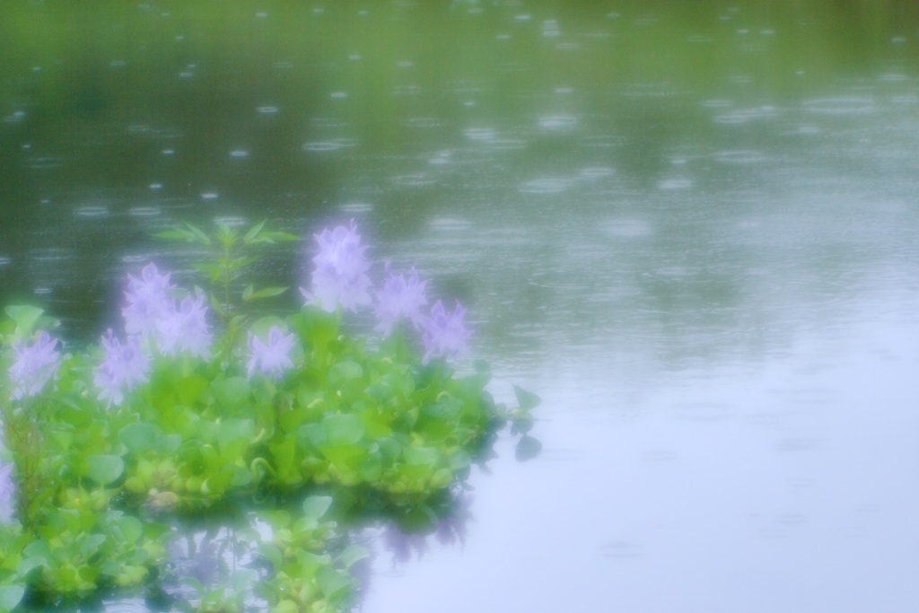 雨降りの午後