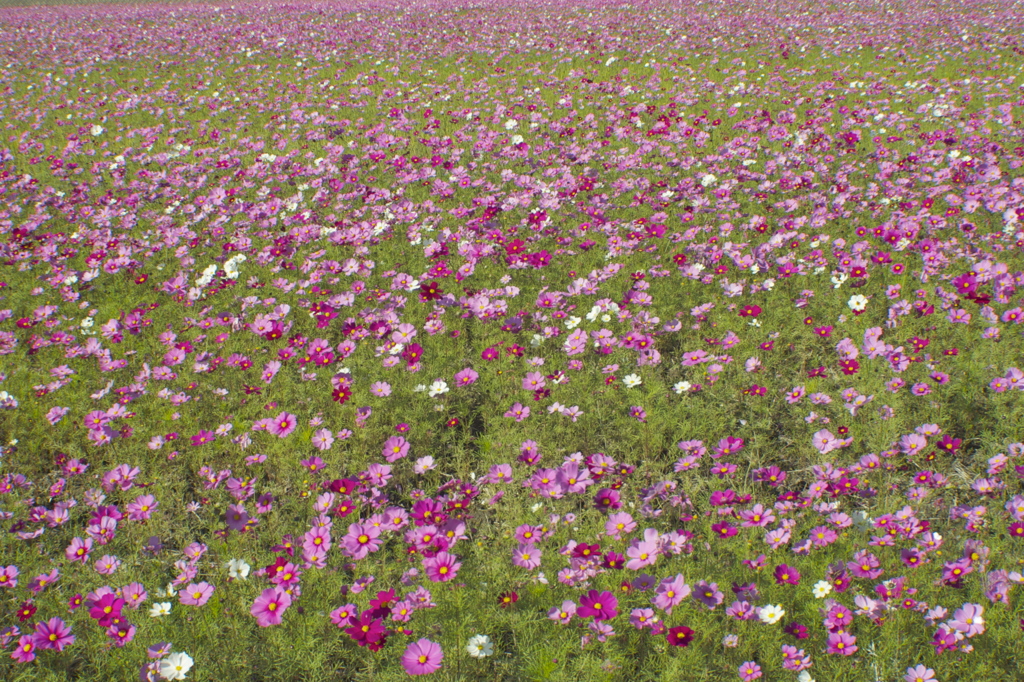 時の花