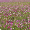 時の花