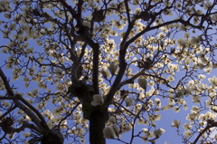 空は花模様