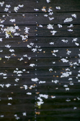 雨の日の花模様