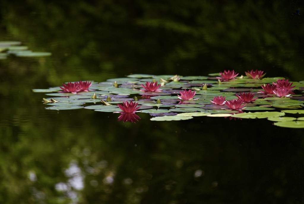 夏の印象