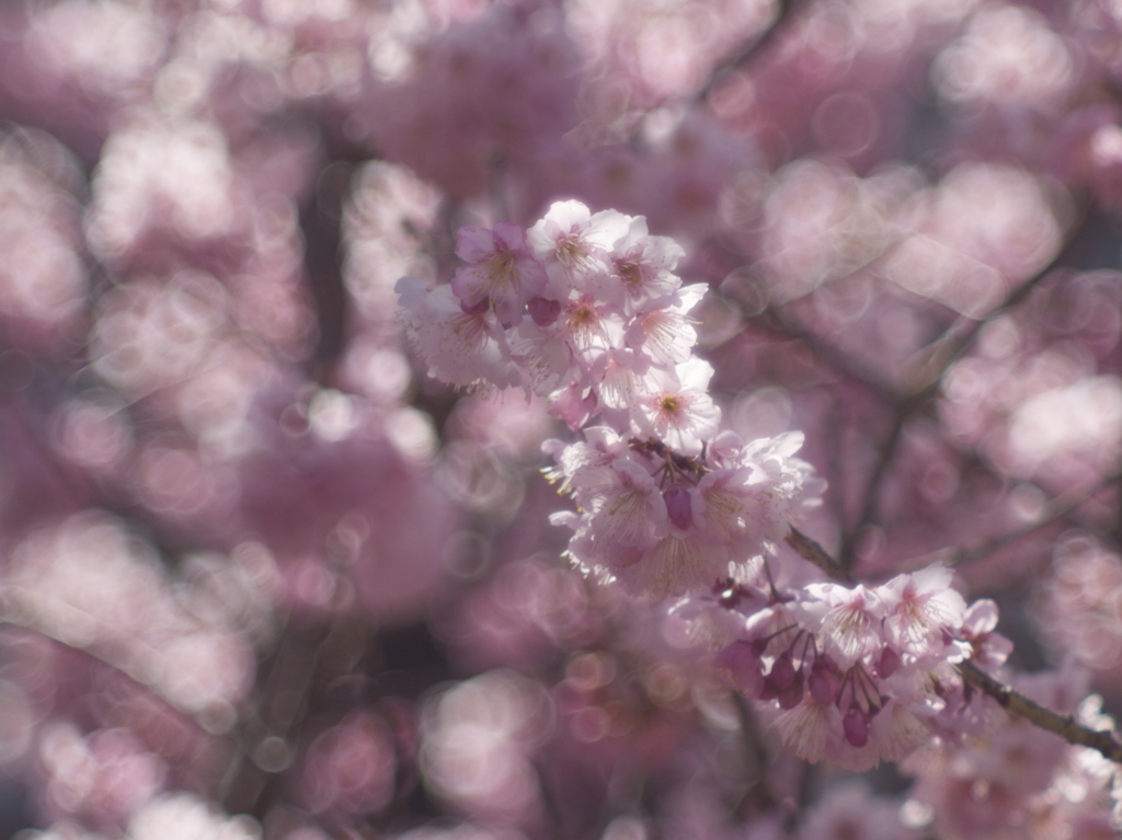 桜模様