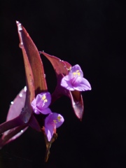 朝の花