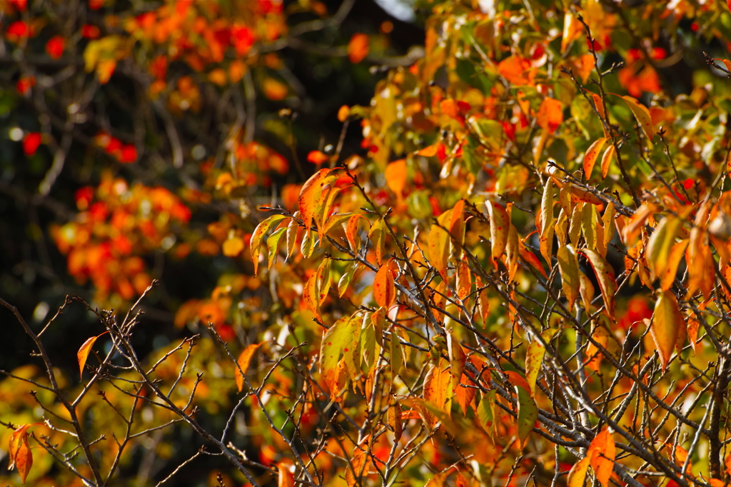 午後の桜葉紅葉