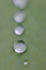 雨粒の行進