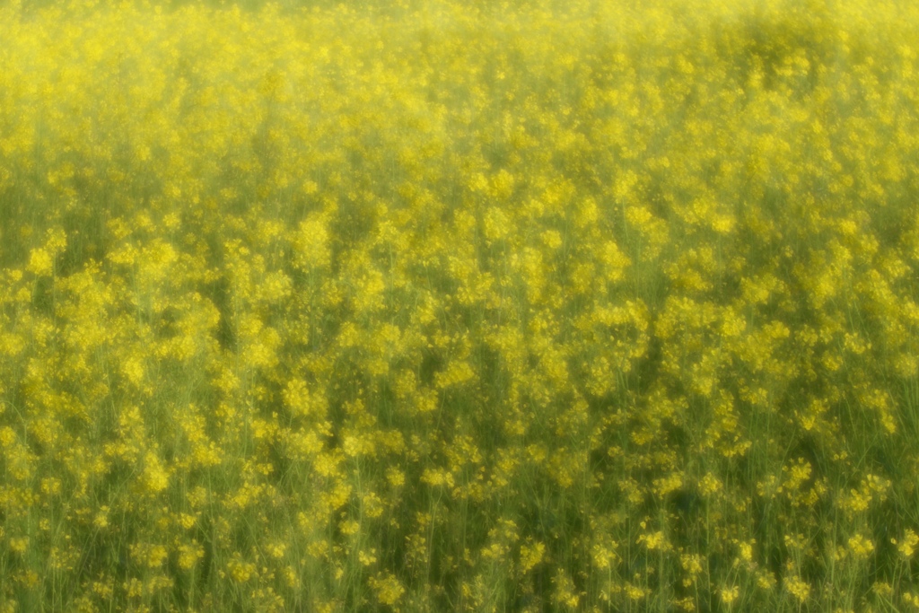 一面の菜の花