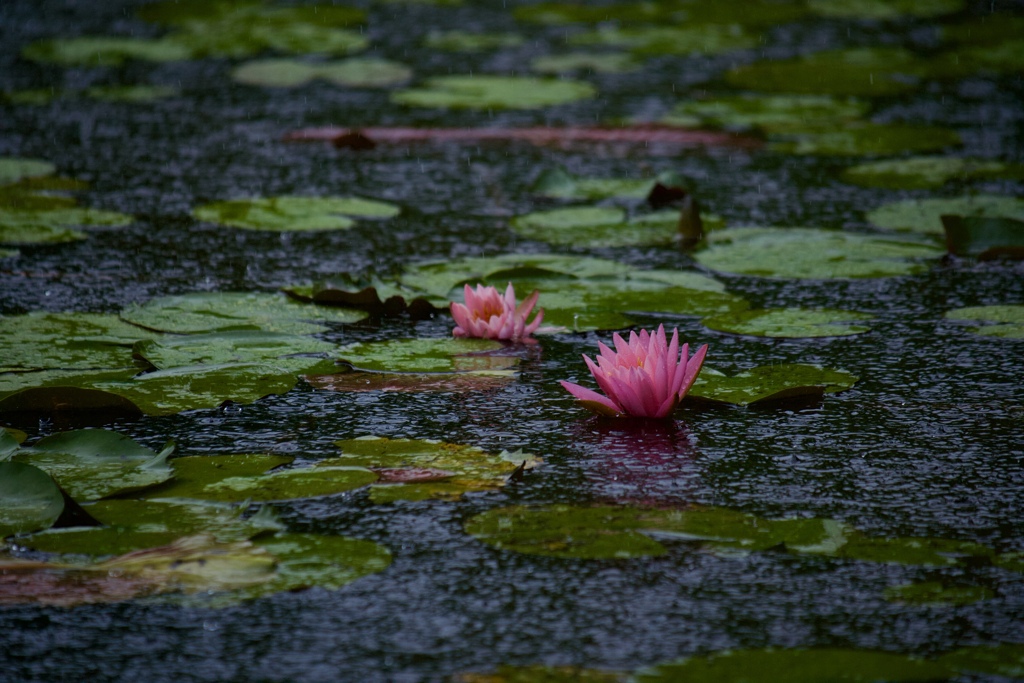 奏雨１