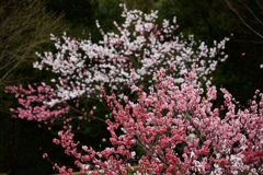 花の時