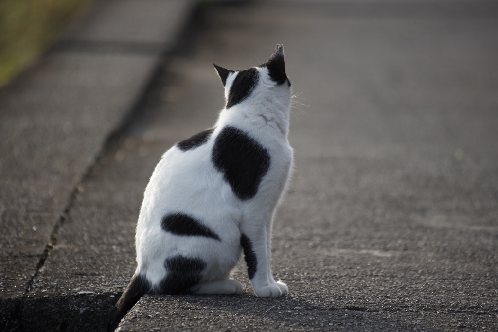 猫の背中