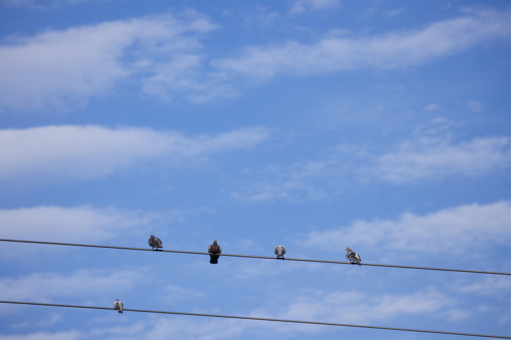 鳩と秋の空